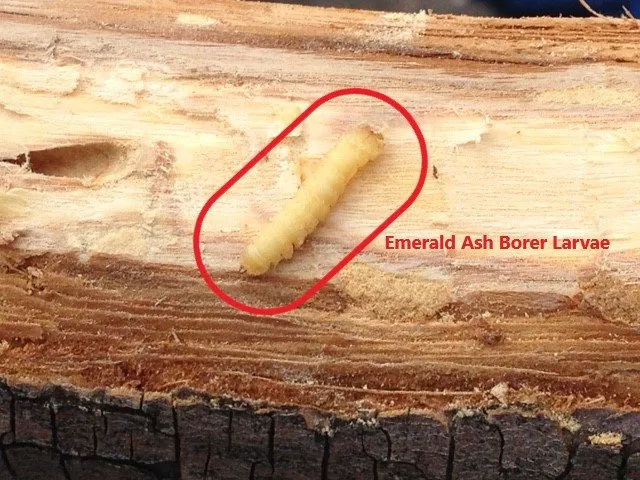 Trusted landscaping services in Newton, MA - Lupien Tree & Landscape