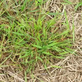 Professional landscape installation near you in Newton, MA by Lupien Tree & Landscape