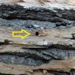 Professional lawn mowing service for beautiful yards across Newton, MA - Lupien Tree & Landscape