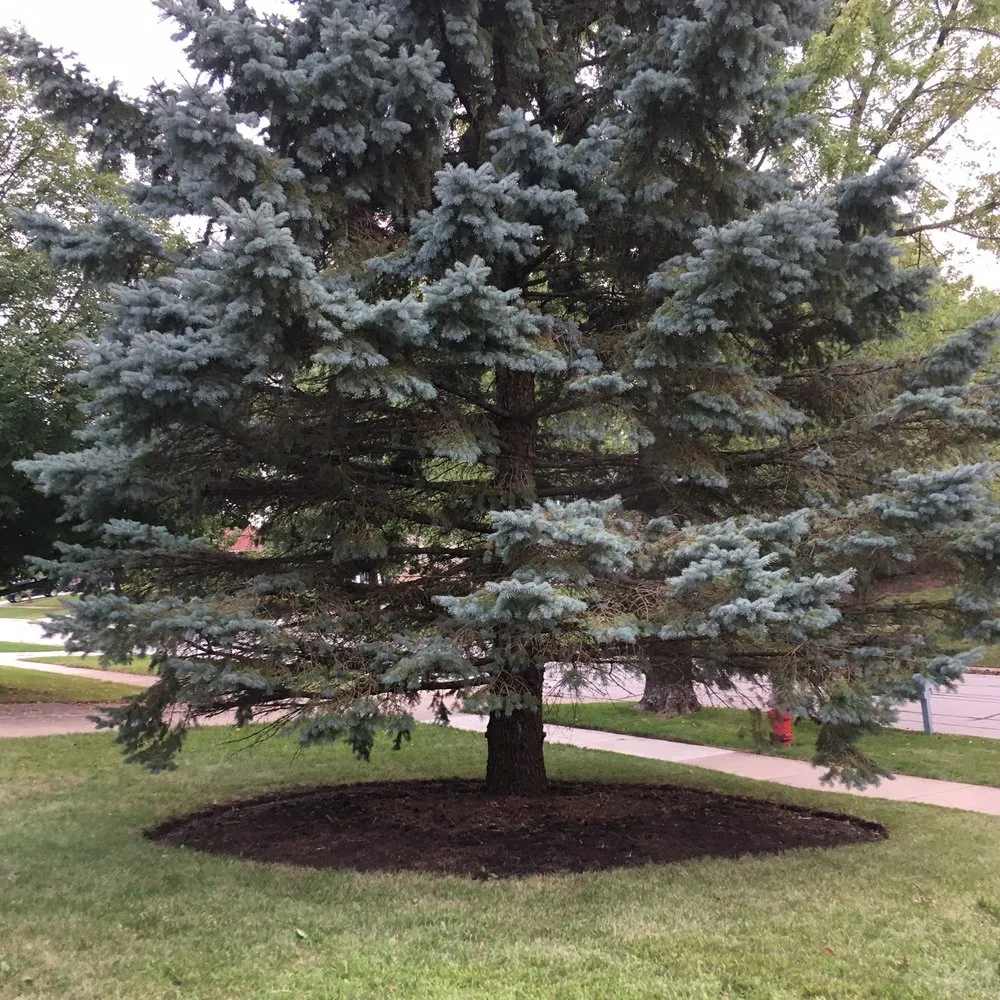 Local lawn mowing service for beautiful yards in Aurora, IL by Lupita Landscaping