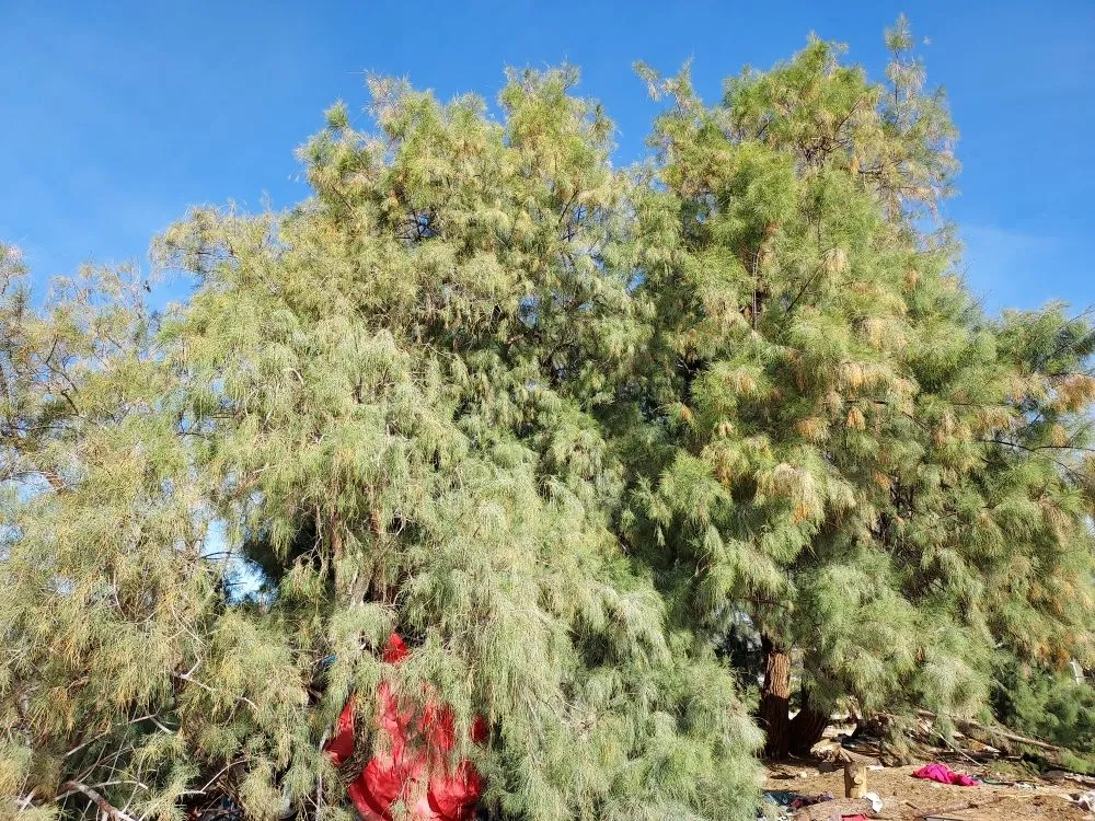 Trusted landscape design for outdoor upgrades in Twentynine Palms, CA by Lu's Landscaping