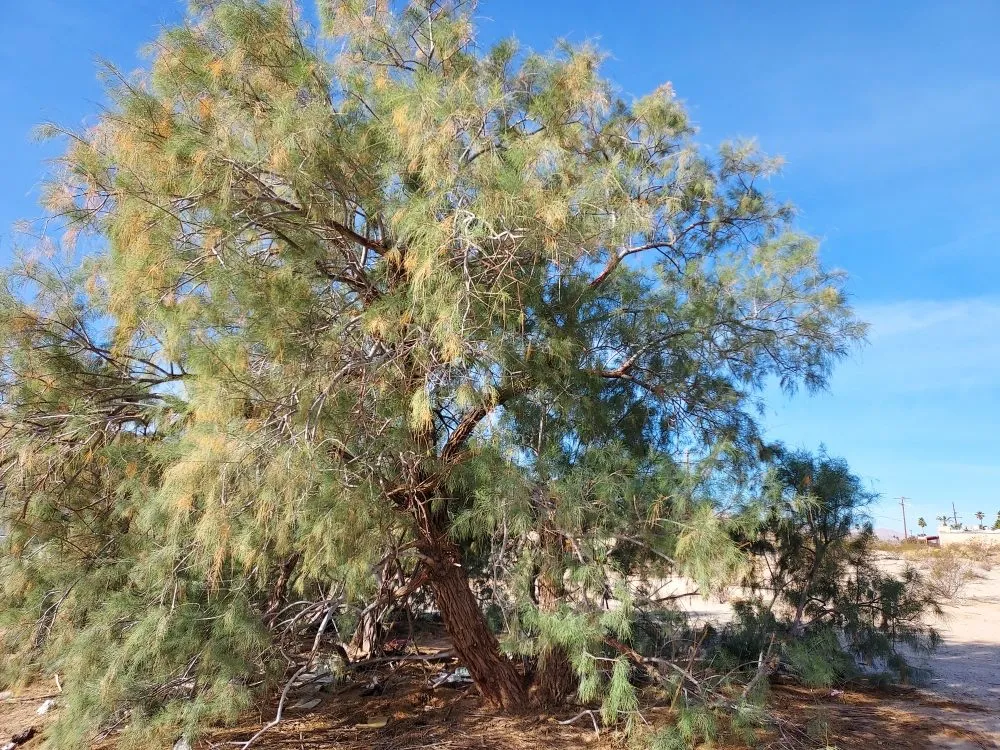 Reliable landscaping services experts serving Twentynine Palms, CA - Lu's Landscaping