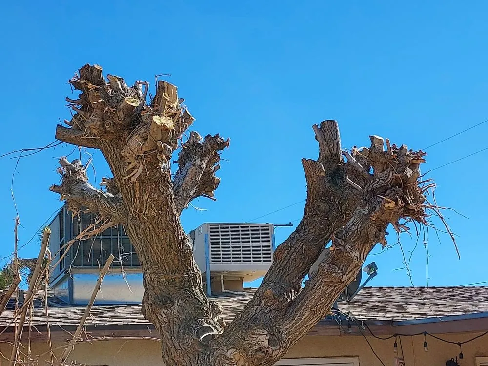 Local landscape installation experts serving Twentynine Palms, CA - Lu's Landscaping