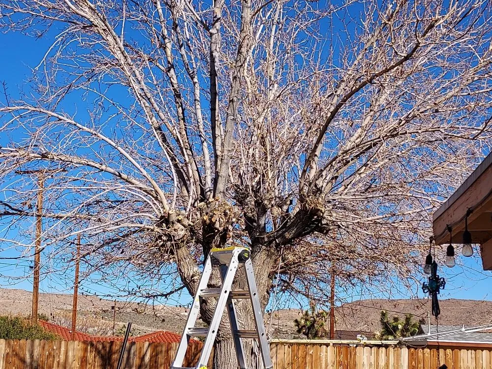 Professional residential landscaping in Twentynine Palms, CA by Lu's Landscaping