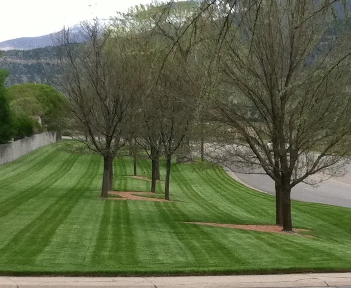 Reliable landscaping services for beautiful yards in Palisade, CO by Lush Green Landscapes