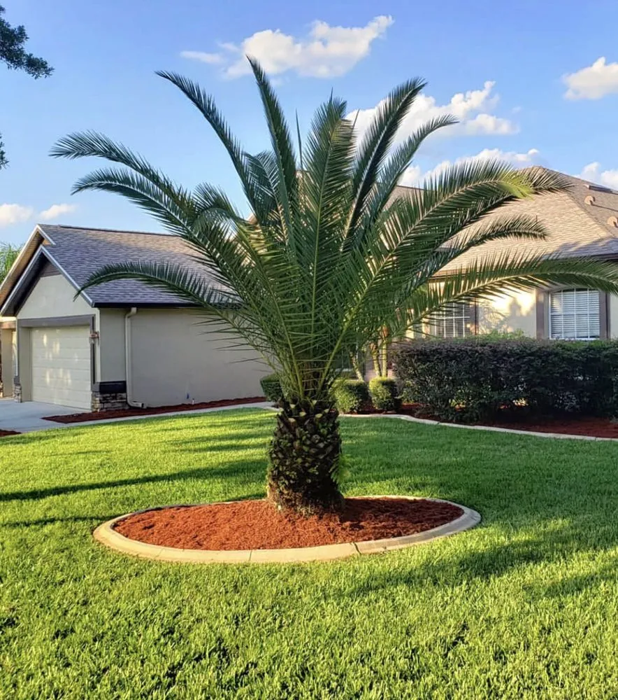 Expert yard cleanup service with custom design in Palmetto Bay, FL by Lush Greenery Landscaping