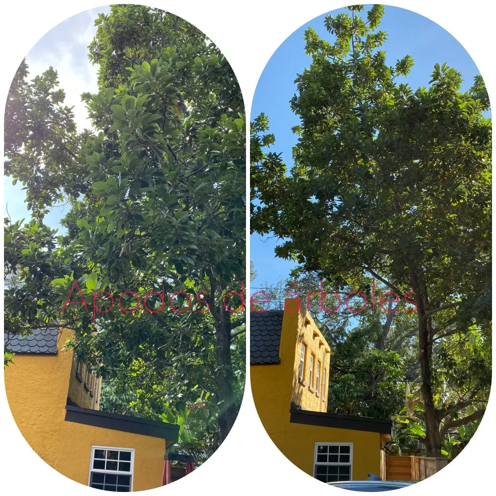 Expert landscape installation in Palmetto Bay, FL by Lush Greenery Landscaping