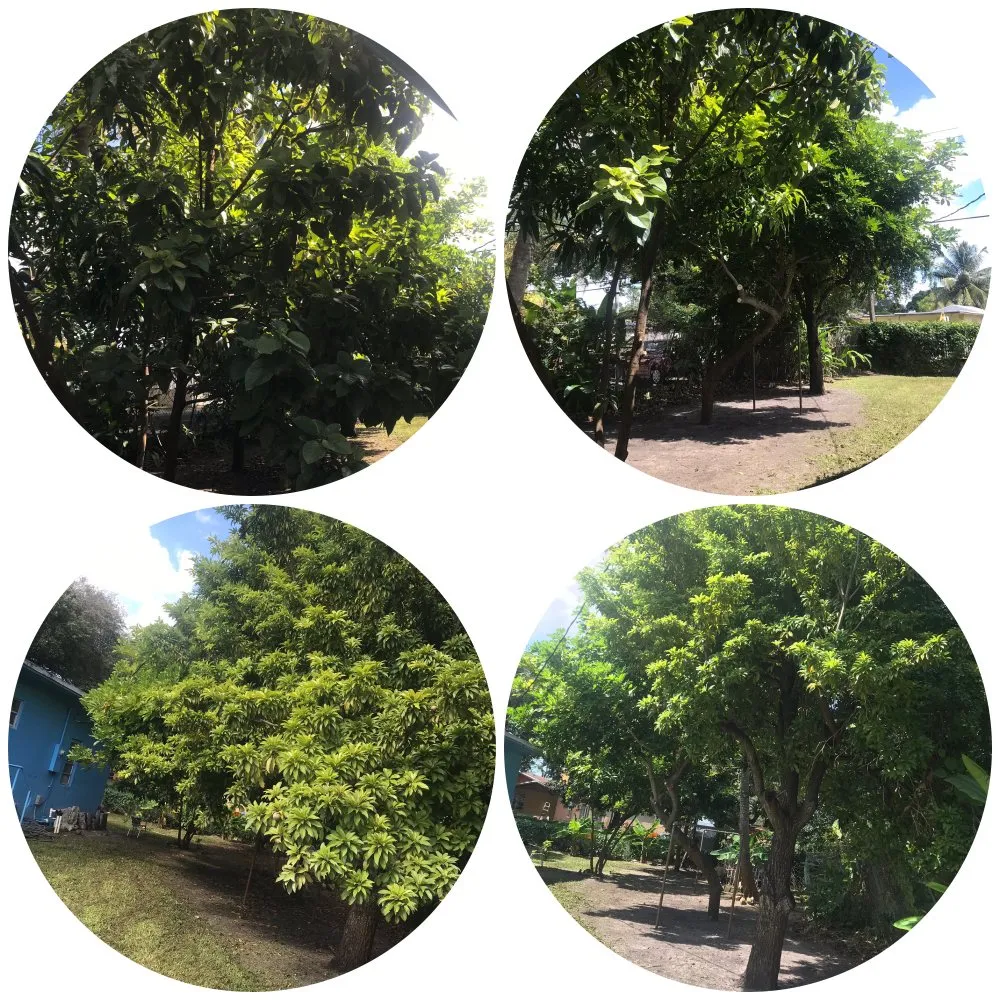 Professional yard cleanup service in Palmetto Bay, FL by Lush Greenery Landscaping