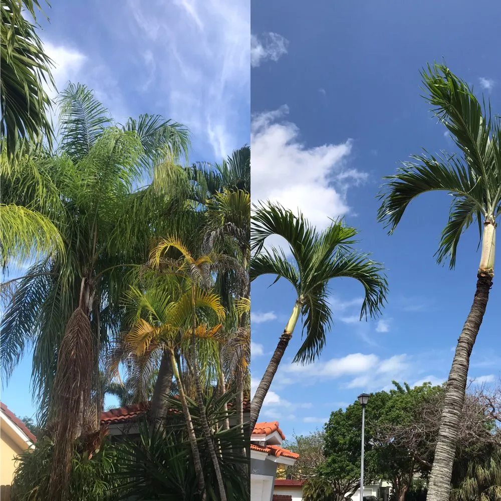 Trusted landscaping services in Palmetto Bay, FL by Lush Greenery Landscaping