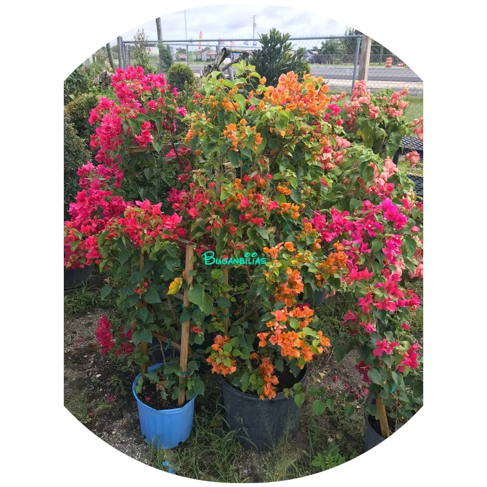 Reliable landscaping services for outdoor upgrades in Palmetto Bay, FL by Lush Greenery Landscaping