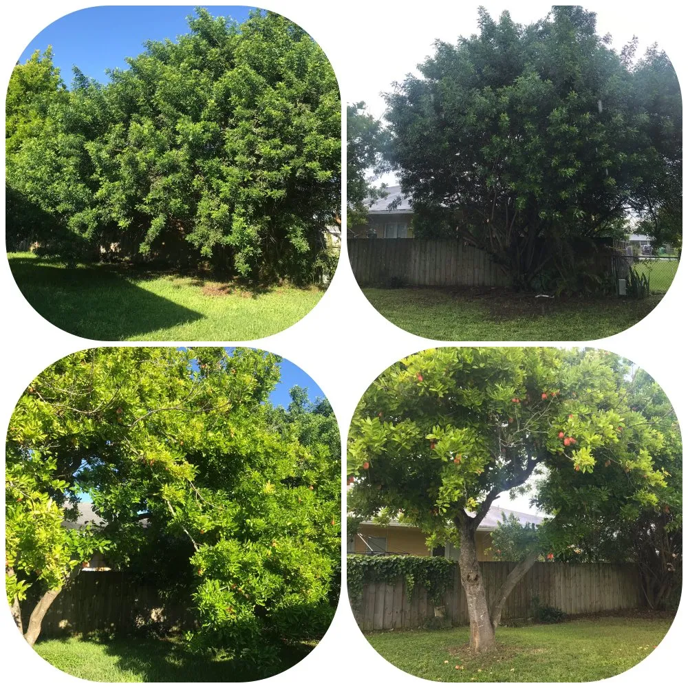 Custom outdoor landscaping near you across Palmetto Bay, FL - Lush Greenery Landscaping