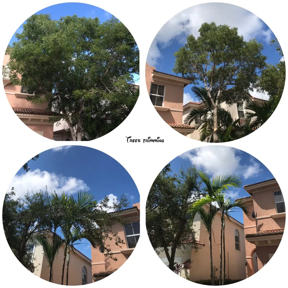 Local yard cleanup service for year-round maintenance across Palmetto Bay, FL - Lush Greenery Landscaping