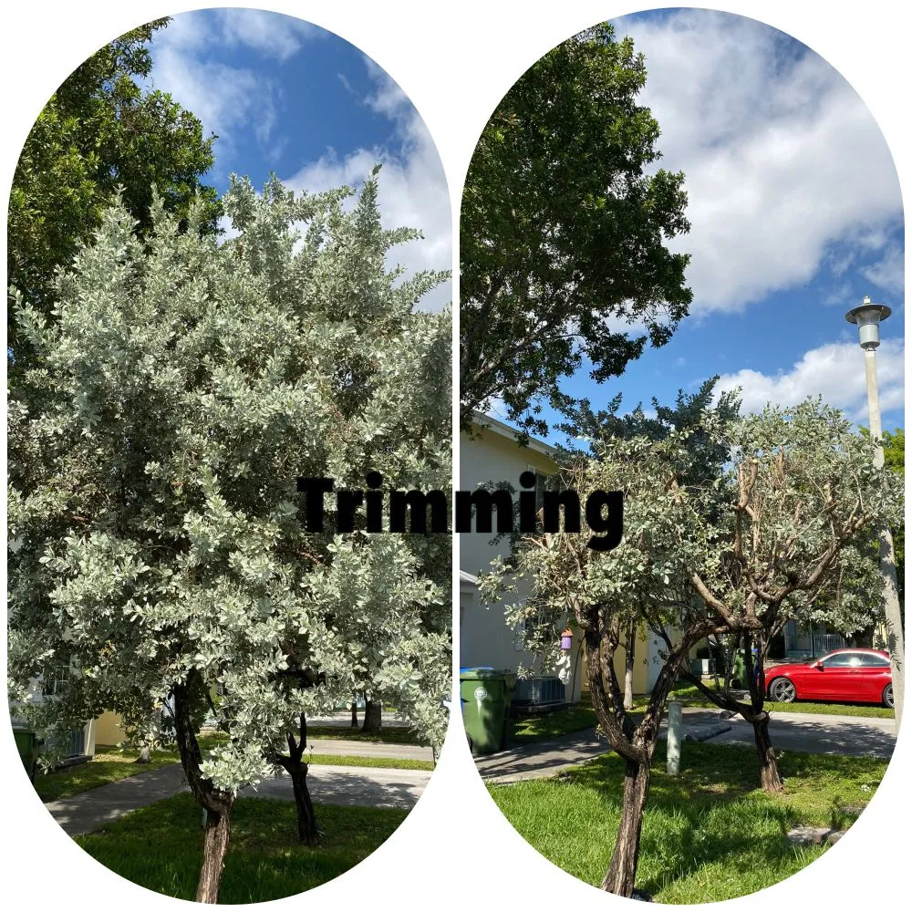 Custom yard maintenance for homes across Palmetto Bay, FL - Lush Greenery Landscaping