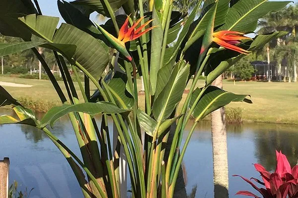 Affordable lawn care service in Fort Myers, FL by Lush Lanais