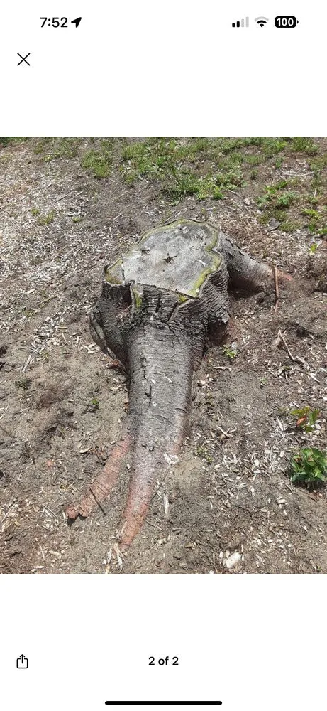 Reliable yard maintenance in Port Huron, MI - Lush Landscaping