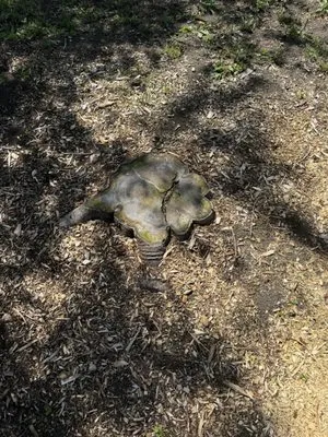 Lush Landscaping Logo