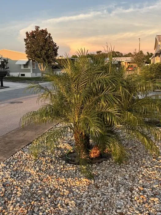 Expert landscape installation with custom design across Spring Hill, FL - Lush Lawn and Palm