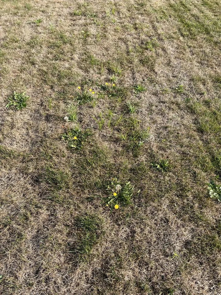 Top-rated outdoor landscaping in Brighton, MI - Lush Lawn