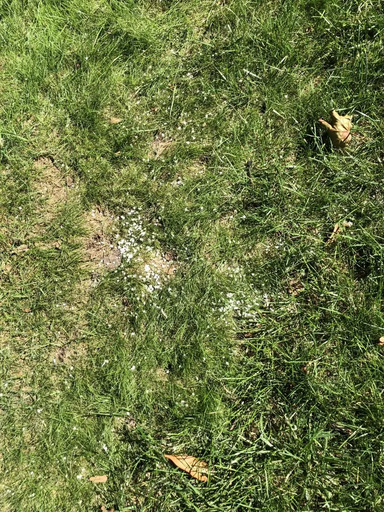 Reliable outdoor landscaping in Brighton, MI - Lush Lawn