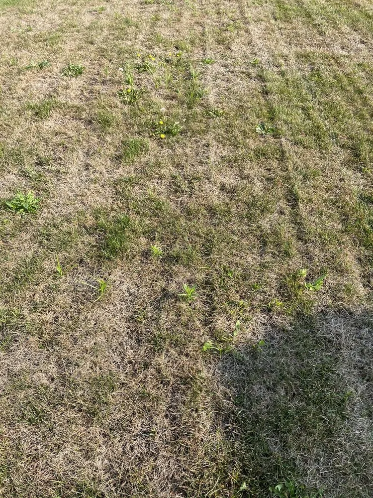 Expert landscaping services experts serving Brighton, MI - Lush Lawn