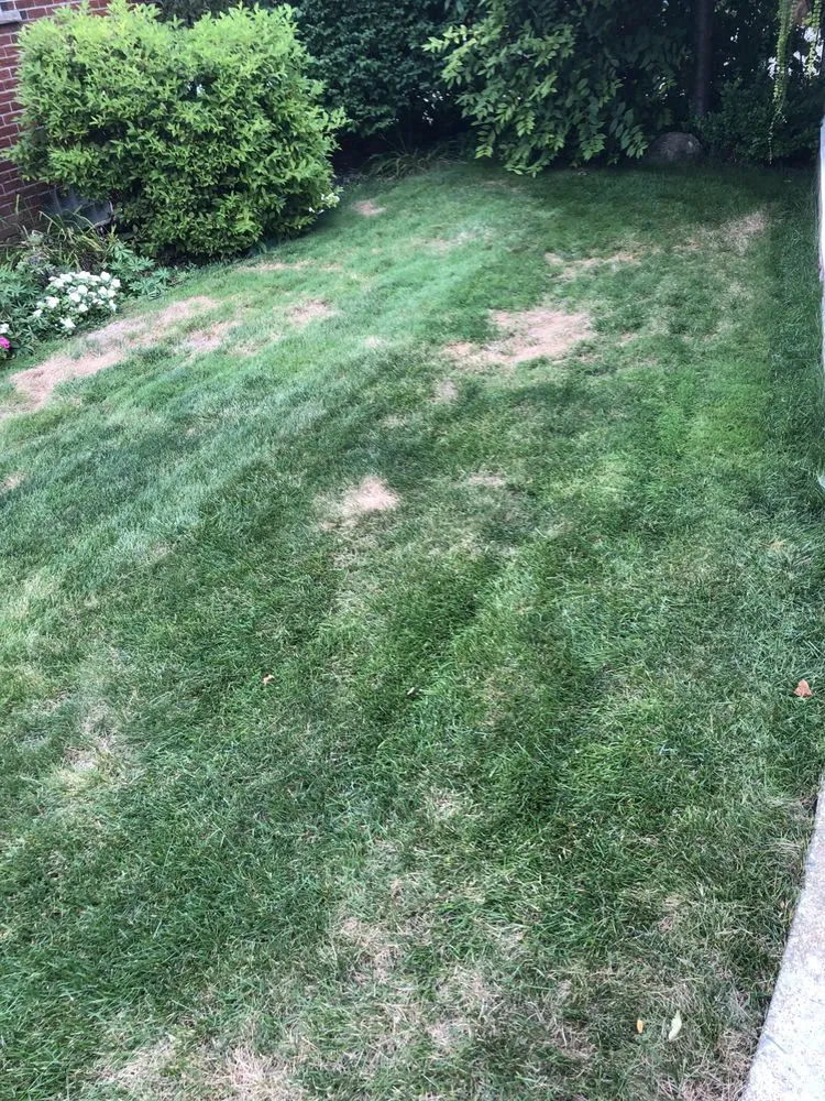 Local landscaping services for year-round maintenance in Brighton, MI by Lush Lawn