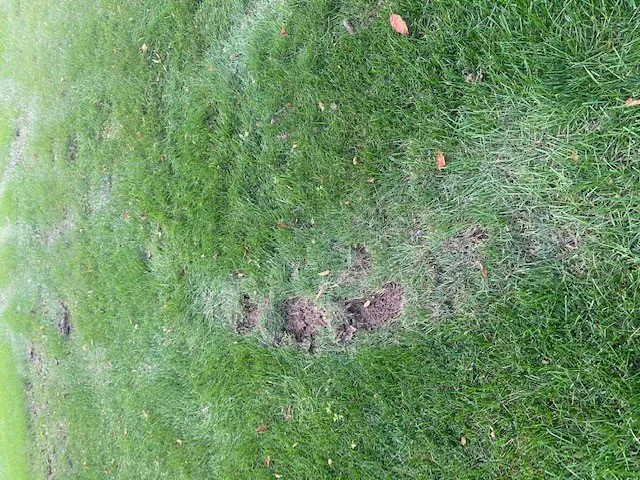 Expert landscape design in Brighton, MI - Lush Lawn