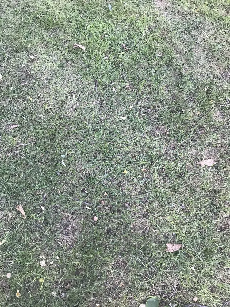 Top-rated lawn mowing service in Brighton, MI - Lush Lawn