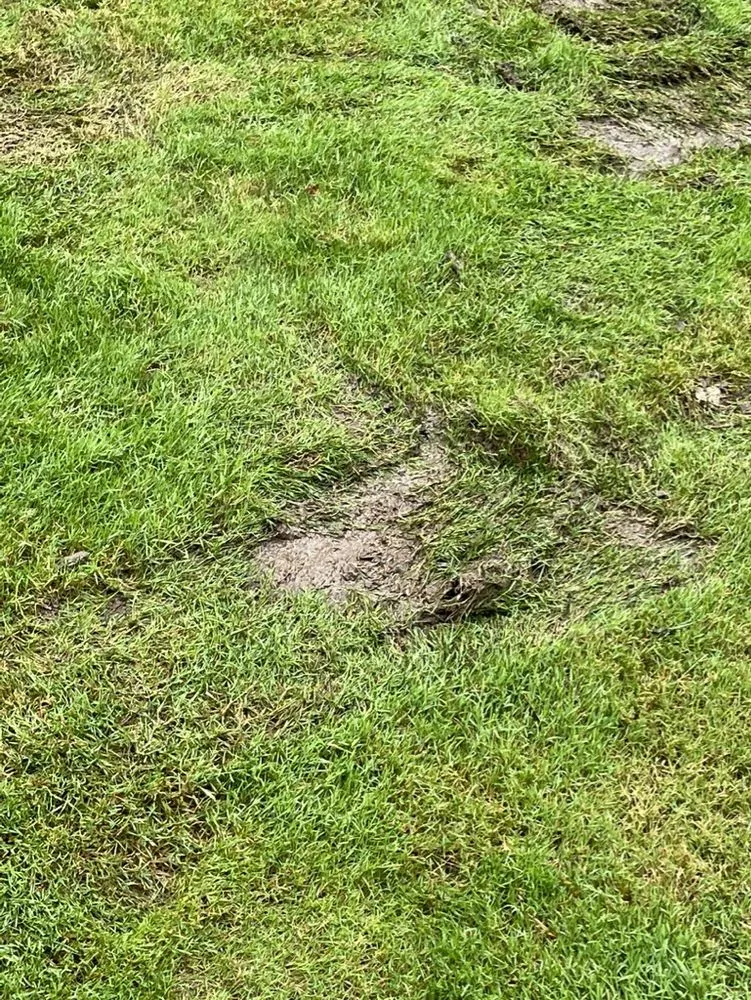 Affordable yard cleanup service for beautiful yards across Grand Blanc, MI - Lush Lawn