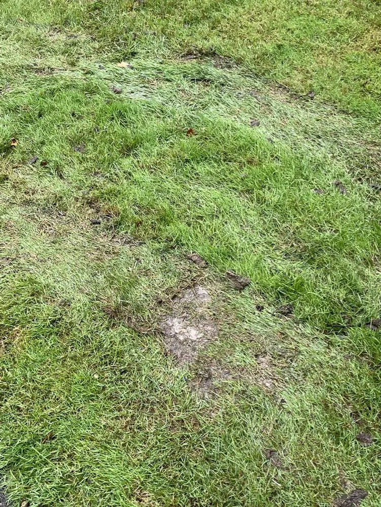 Trusted lawn mowing service in Grand Blanc, MI - Lush Lawn