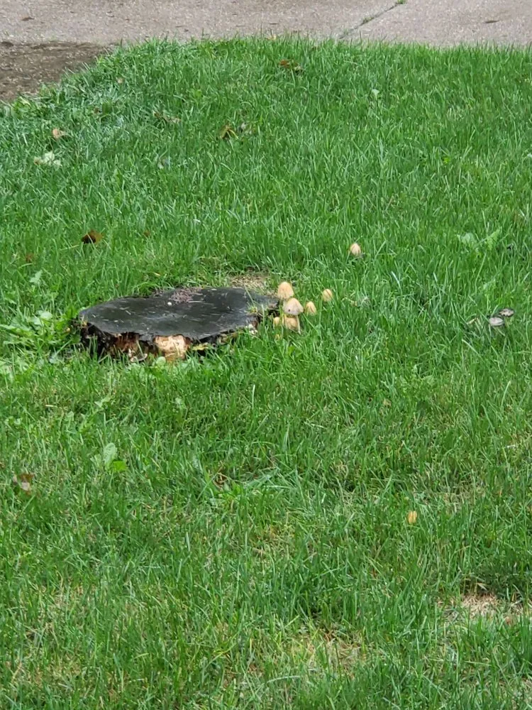 Reliable lawn care service in Rochester Hills, MI by Lush Lawn