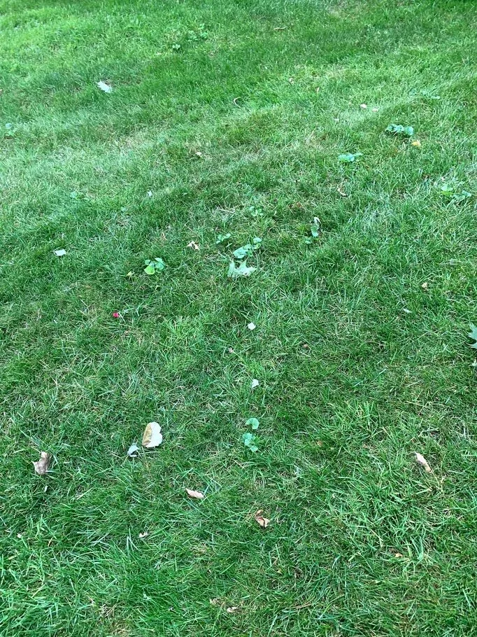 Trusted lawn mowing service in Rochester Hills, MI by Lush Lawn