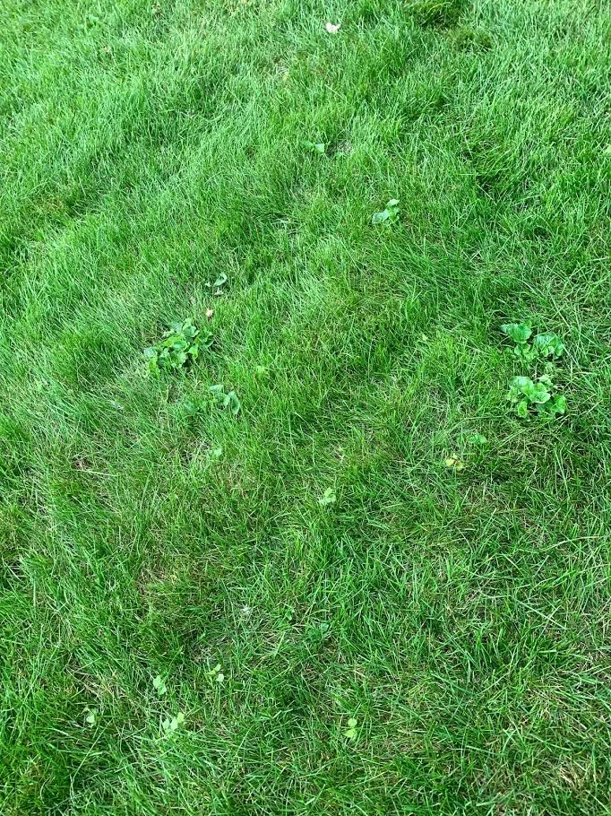 Trusted garden landscaping in Rochester Hills, MI - Lush Lawn