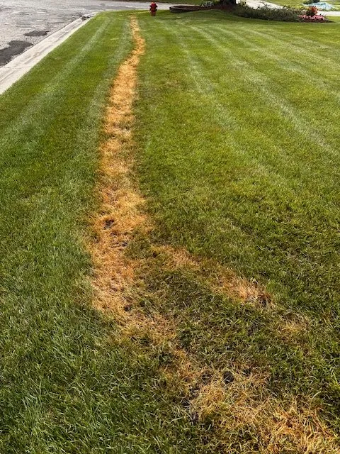 Reliable yard cleanup service experts serving Rochester Hills, MI - Lush Lawn