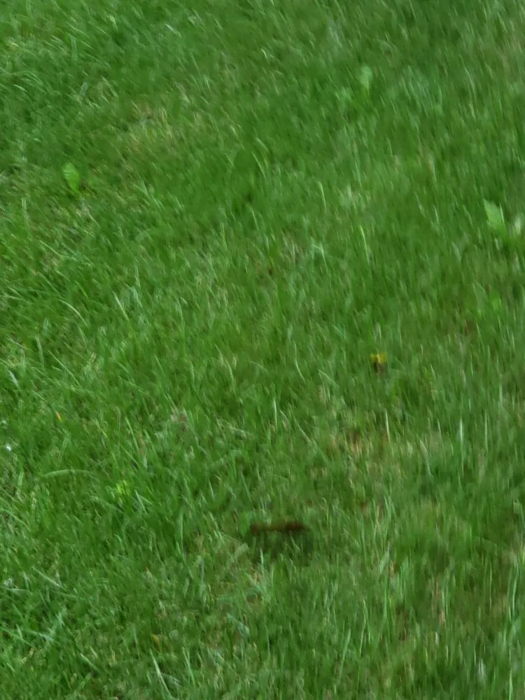 Affordable yard cleanup service near you across Rochester Hills, MI - Lush Lawn