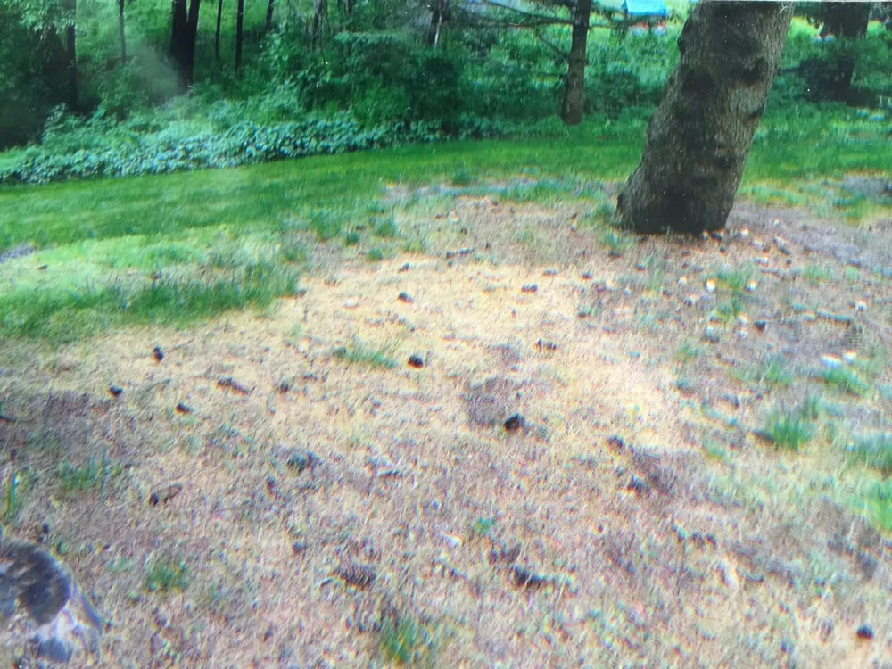 Professional landscaping services experts serving Rochester Hills, MI - Lush Lawn