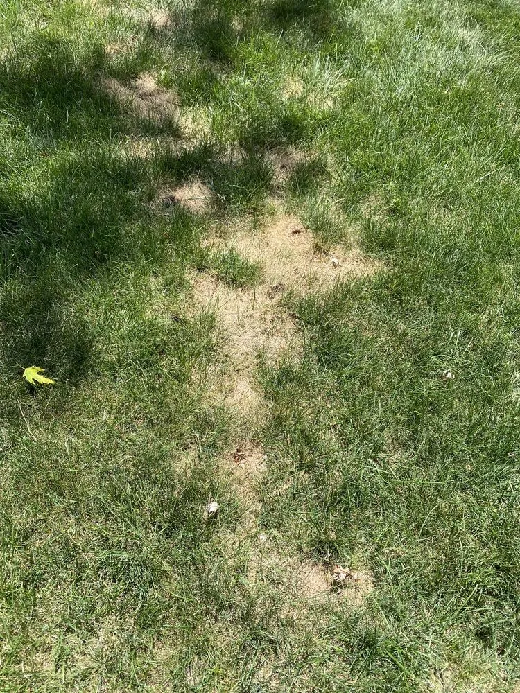 Professional lawn care service in Rochester Hills, MI - Lush Lawn