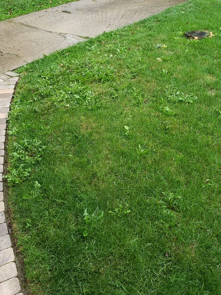 Affordable yard cleanup service in Rochester Hills, MI by Lush Lawn