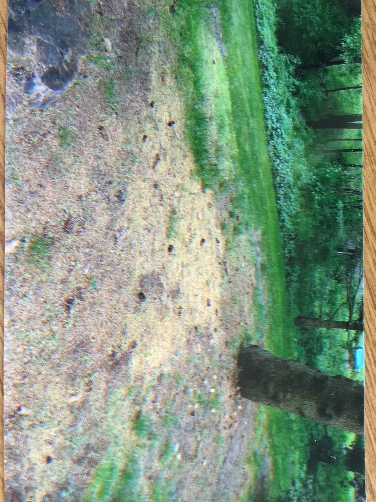 Reliable yard cleanup service in Rochester Hills, MI by Lush Lawn