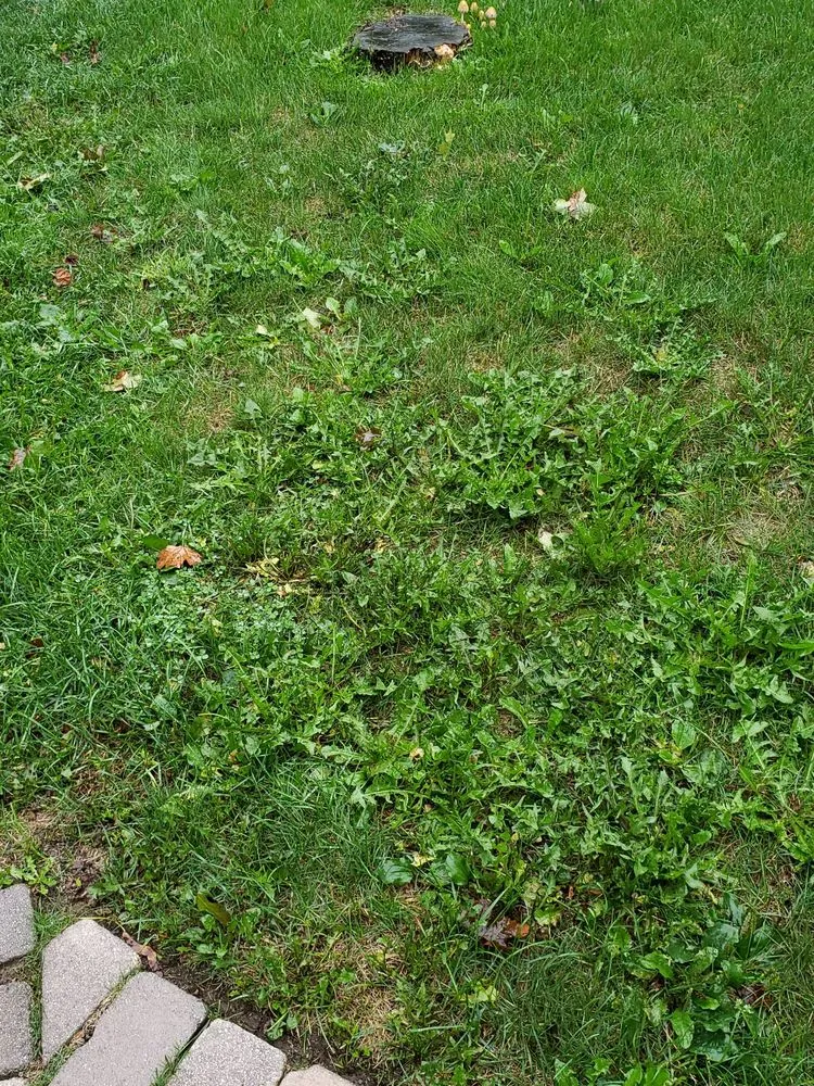 Professional landscaping services near you in Rochester Hills, MI by Lush Lawn