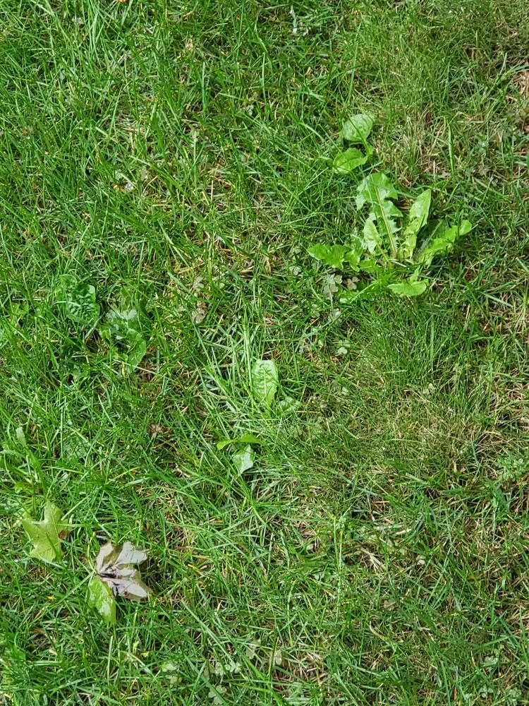 Expert yard maintenance in Rochester Hills, MI - Lush Lawn