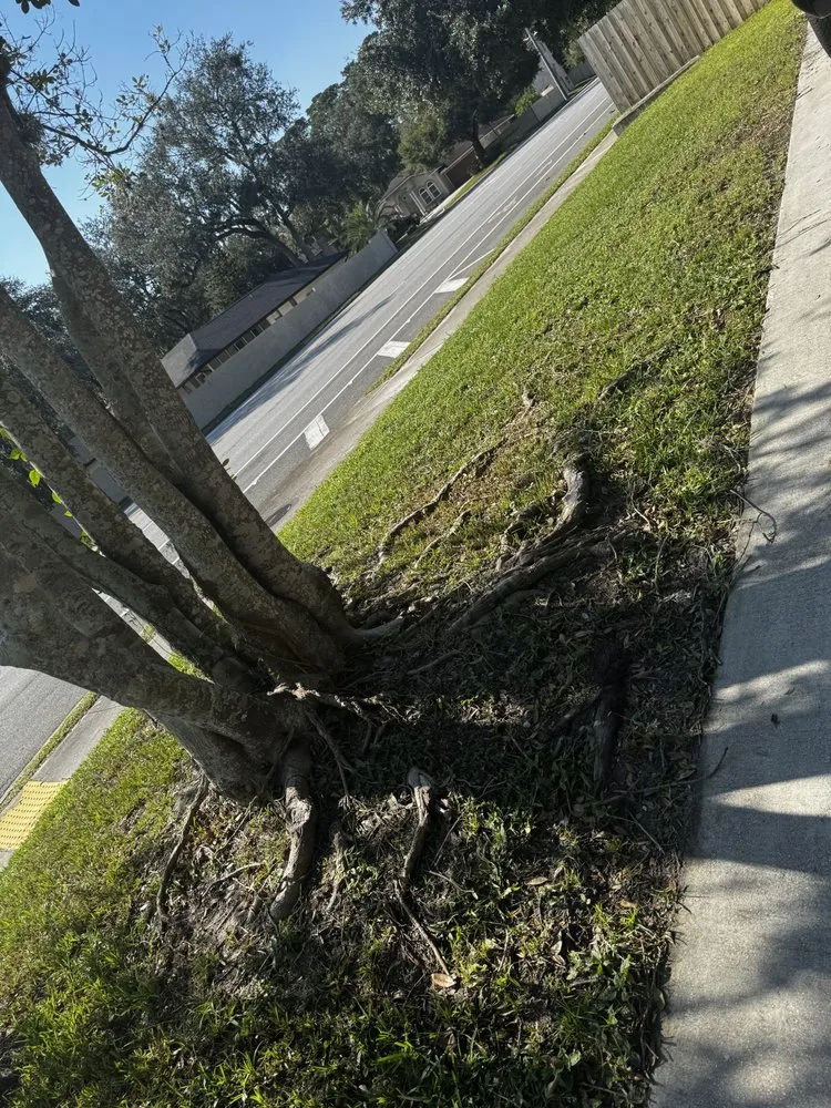 Affordable lawn care service for outdoor upgrades in Jacksonville, FL by Lush Lawns