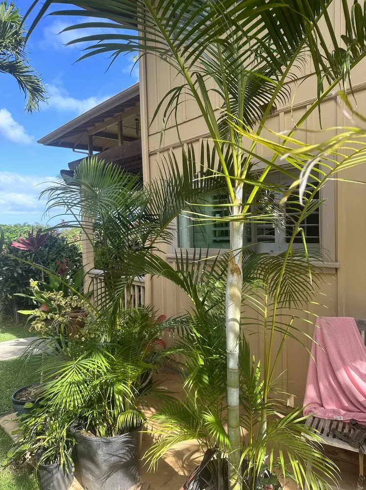 Local yard cleanup service in Haleiwa, HI - Lush Palm Landscapes