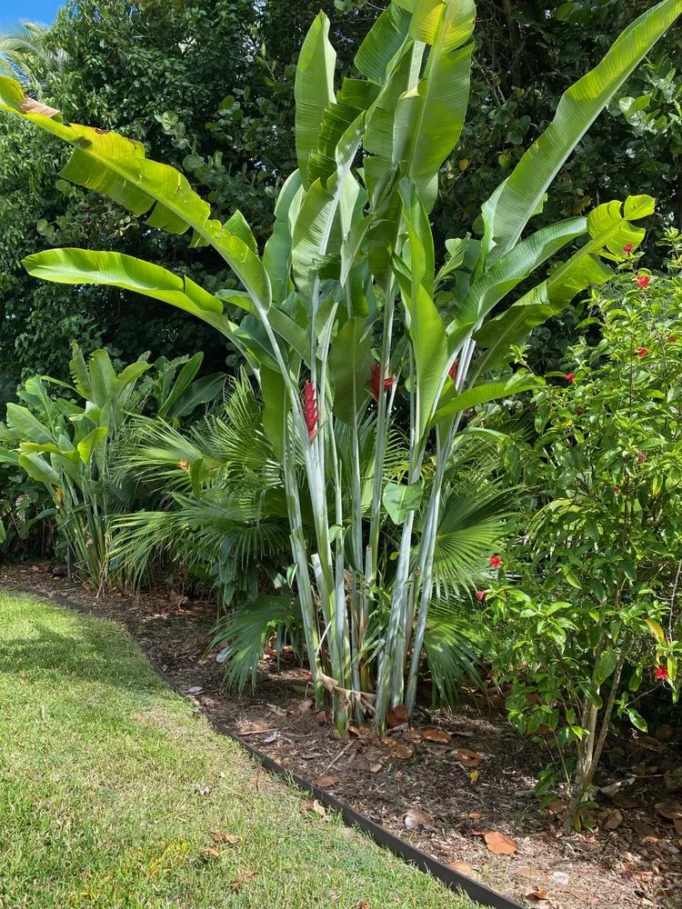 Trusted landscape installation in Haleiwa, HI by Lush Palm Landscapes