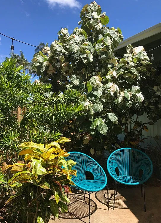 Trusted yard maintenance in Haleiwa, HI by Lush Palm Landscapes
