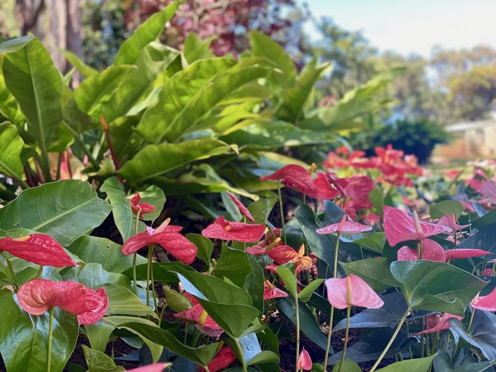 Affordable landscaping services in Haleiwa, HI by Lush Palm Landscapes