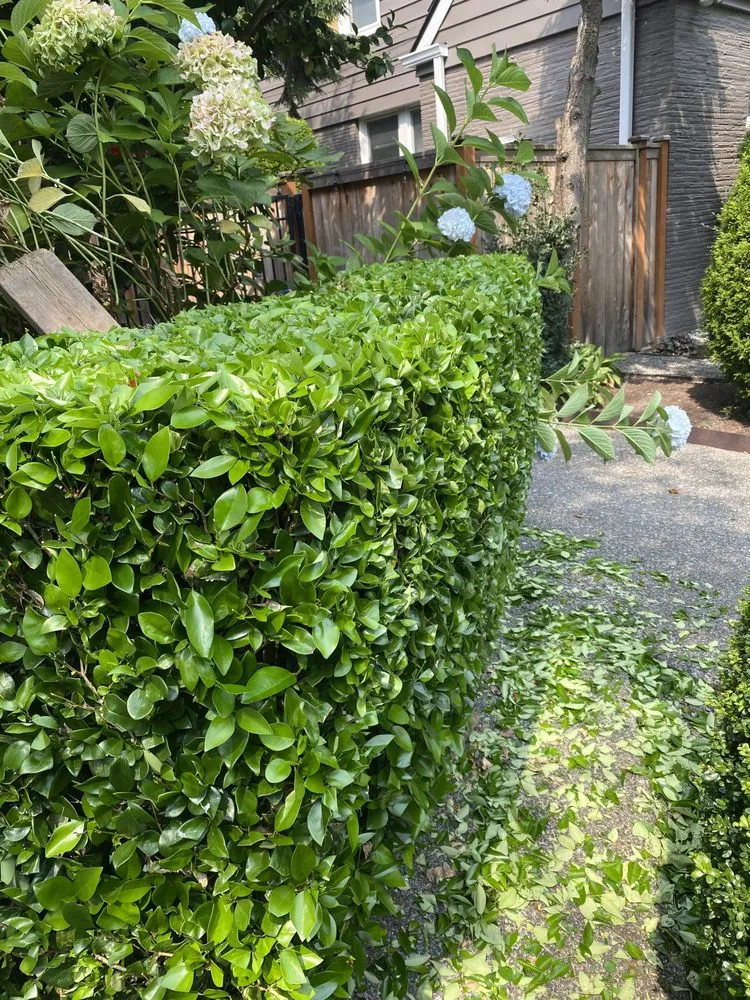 Trusted lawn care service experts serving Federal Way, WA - Lush Vista Landscape Architecture