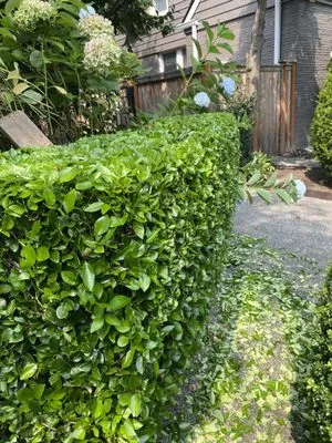 Lush Vista Landscape Architecture