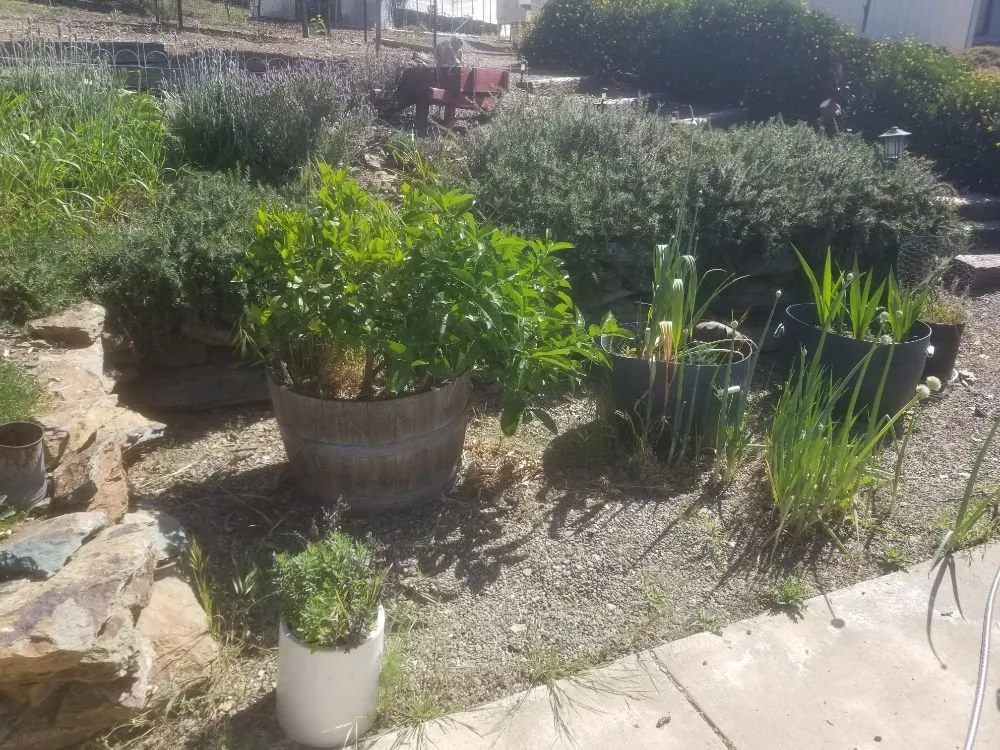 Top-rated yard cleanup service for residential properties across Copperopolis, CA - Lushe Oak Lawncare