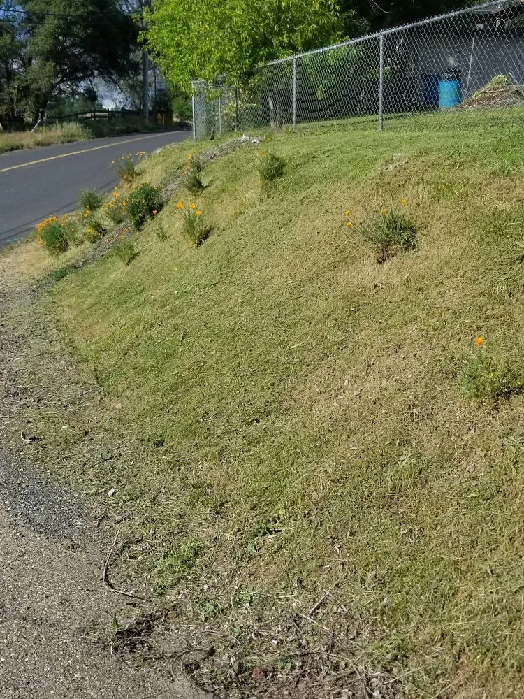 Expert outdoor landscaping in Copperopolis, CA - Lushe Oak Lawncare