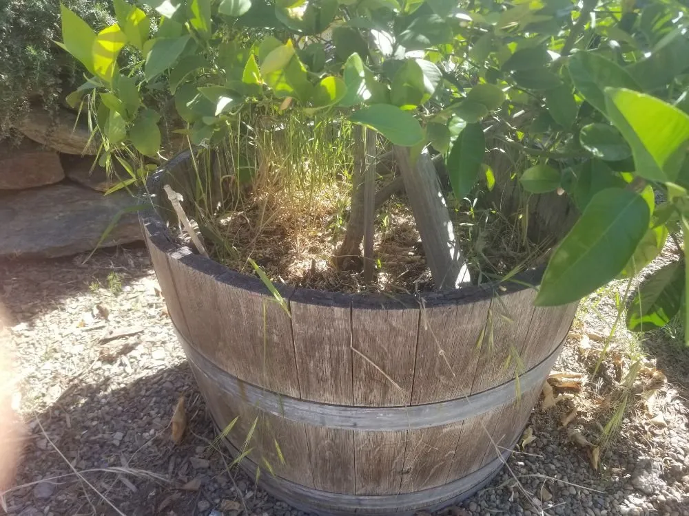 Reliable lawn care service in Copperopolis, CA - Lushe Oak Lawncare